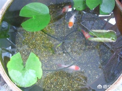 養魚需要什麼